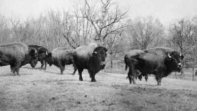 They included bison that had
originally been captured - The American Buffalo