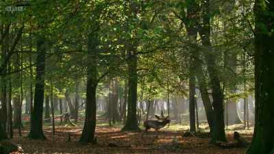 They were introduced in
the 11th century by the Normans - Wild Isles