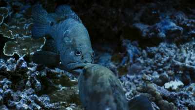 They jostle to get as close as possible
to a female. - Blue Planet II