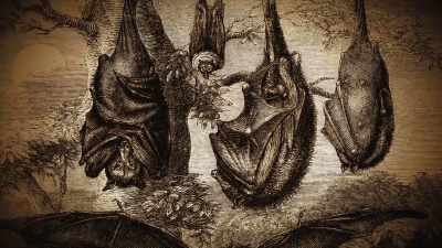 They just flit around.
Shame bats. - What We Do in the Shadows