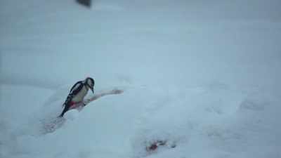 They just have to dig deeper
to grab their grub. - Wild Nordic