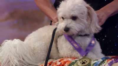 They just won $10,000 to be donated - 2022 American Rescue Dog Show