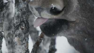 They keep an ear out for danger
while they follow their noses - Wild Nordic