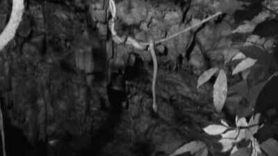 They kind of look like vines, - The UnBelievable with Dan Aykroyd