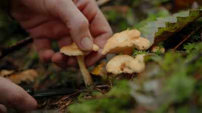 They kind of shoot down
like stalactites. - Chefs vs Wild