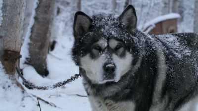 They kinda sit and take it
easy through the summer, - Life Below Zero: Next Generation
