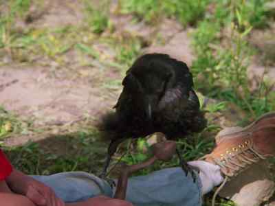 They know it's old Jake's whistle. - Mountain Family Robinson