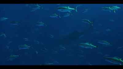They know that joining forces
with a whale shark - Our Oceans