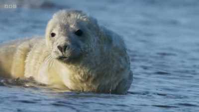 They know that soon
after the pups are born, - Wild Isles