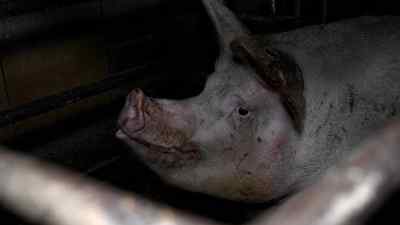 They know they're going
through the whole process again, - Pignorant