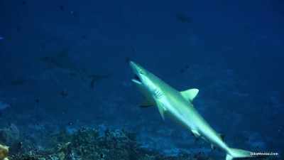 They let little wrasse
pick their teeth clean - Our Planet