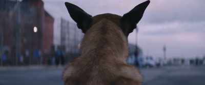 They let him out in the morning, - Dogman