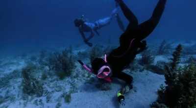 They like to hide
under these crevices, - Shark Attack Files