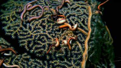 They, like their
shallow water relatives, - Blue Planet II