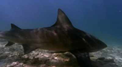 They like warm water
and it makes sense - Shark Attack Files