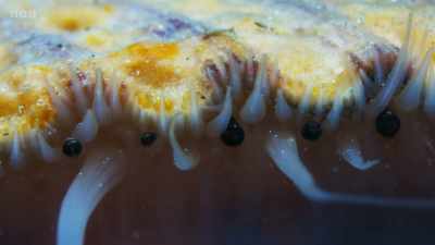 They live by filtering out
plankton from the ocean currents - Wild Isles