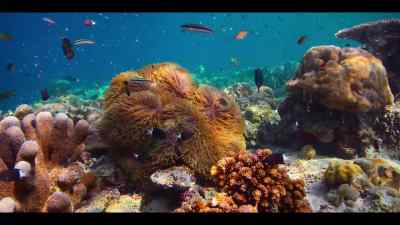 They live in an anemone
beside the drop-off, - Our Oceans