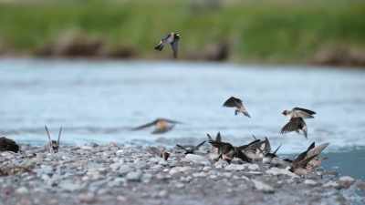 They live life on the wing, - Epic Yellowstone
