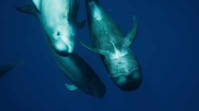 They live together in,
what are perhaps, - Blue Planet II