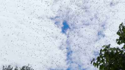 They were locusts.
Locusts that come in like bugs - Alien Endgame