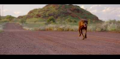 They were lonely, - Koko: A Red Dog Story