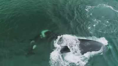 They look for individual signs - Frozen Planet II
