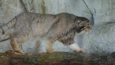 They look like a house cat,
they are ferocious, though. - Secrets of the Zoo