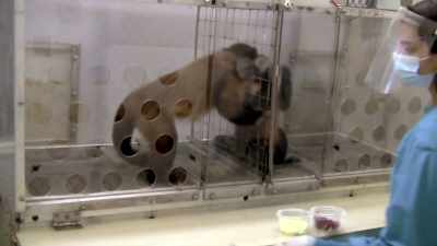 THEY LOVE FRUIT, AND
SO YOU GIVE CAPUCHIN MONKEY BOB - Why We Hate