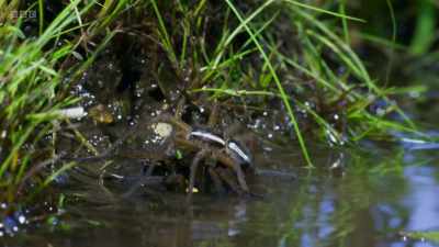 They mate in a tangle of legs - Wild Isles