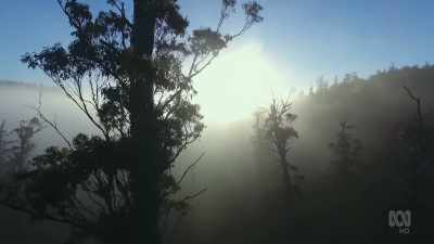 They may have evolved
on the dry Australian mainland, - David Attenborough's Tasmania