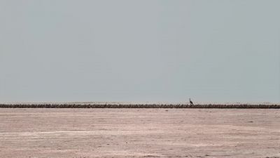 They may have to trek for 50 kilometers. - Our Planet