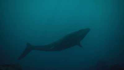 They may look like huge sharks, - Prehistoric Planet