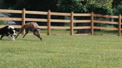 They might not
all be the fastest, - Inside the Mind of a Dog