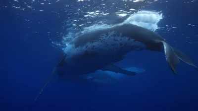 They migrate all the way
from Antarctica over - Protecting Paradise: The Story of Niue