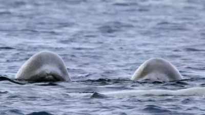 "They mingle with old friends." - Secrets of the Whales