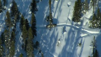 They move fast by avoiding the deep snow, - Our Planet
