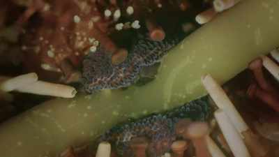 They much through the roots
with razor-sharp teeth. - Oceans: Our Blue Planet