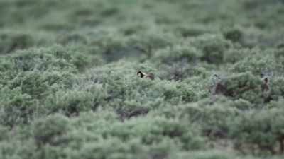 They must be cautious, - Epic Yellowstone