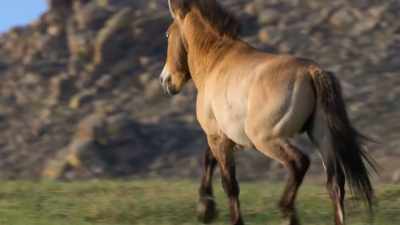 They must be vigilant,
and they race to defend their herd... - Our Planet