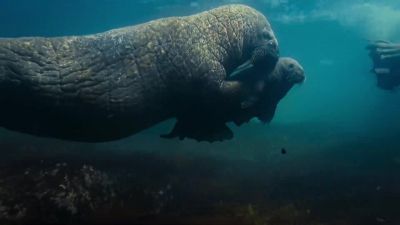 They must get away. - Big Beasts