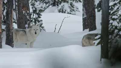 They must kill an elk
every two to three days. - Epic Yellowstone