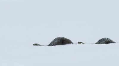 They must traverse from
one fishing hole to another - Epic Yellowstone