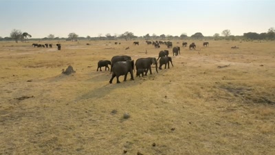 They need to drink every two days, - A Year on Planet Earth