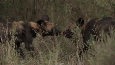 They need to eat as quickly as possible. - Chasing the Rains