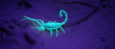 They need to ensure
that the next time food is available, - Alien Worlds