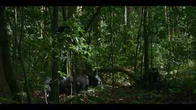 They need more territory. - Chimp Empire