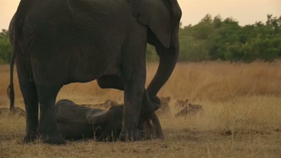 'They need time to mourn.' - A Year on Planet Earth
