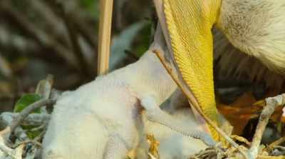 They need up to 30 feeds a day. - Surviving Paradise: A Family Tale