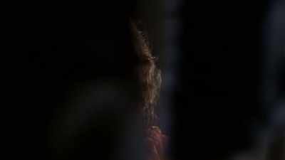 They needed plucked.
[laughs] - The InBetween