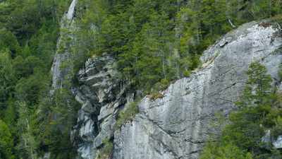 They nest in these inaccessible,
forested cliffs. - Our Great National Parks